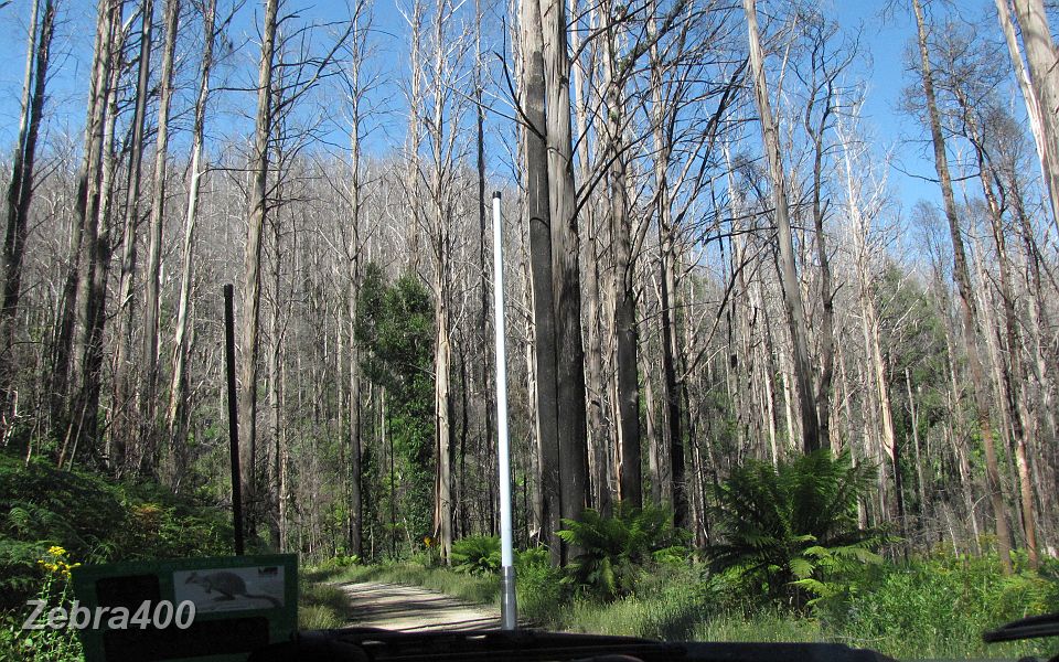 09-Some new growth appears on the drive into the Marysville from the east.JPG